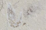 Cretaceous Fossil Shrimp - Lebanon #74526-2